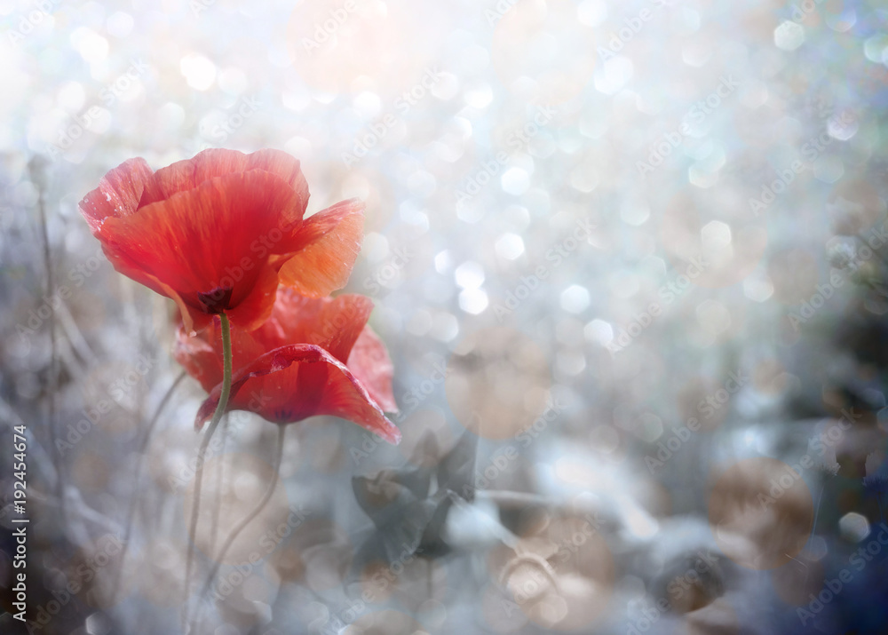 Obraz premium Field of red poppy flowers