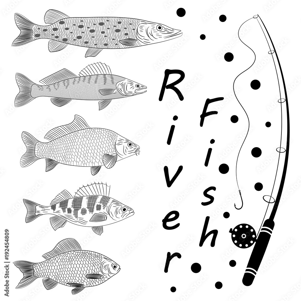 Sketch on a theme fishing, a river fish, fish tackles. Popular river fish  are pike, crucian carp, perch, pike perch, carp. Sketch of drawing, vector  illustration Stock Vector
