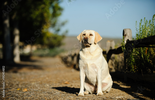 Yellow Labrador Retriever dog outdoor portrait sitting by wood fence along path