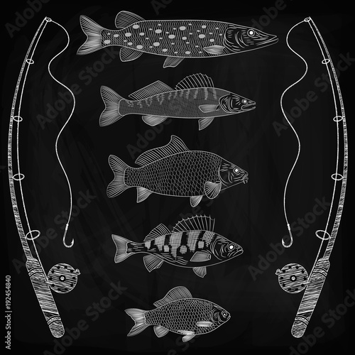 Sketch on a theme fishing, a river fish, fish tackles. River fish are pike, crucian carp, perch, pike perch, carp. Sketch, drawing chalk on a blackboard, vector illustration