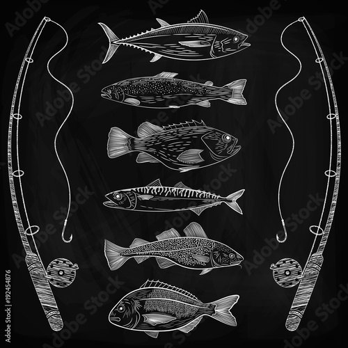 Sketch on fishing, popular sea fish, fish equipment. Tuna, cod, dorado, sea bass, salmon, mackerel. Sketch, drawing chalk on a blackboard, vector illustration