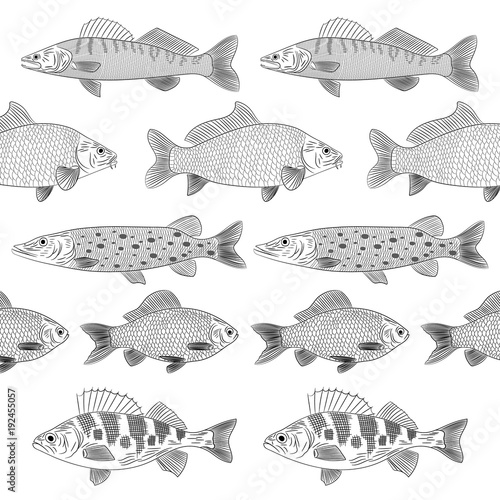 Set of painted popular river fishes. The fish are drawn parallel to each other. Pike, pike perch, crucian carp, carp, perch. Sketch, pattern, vector illustration.