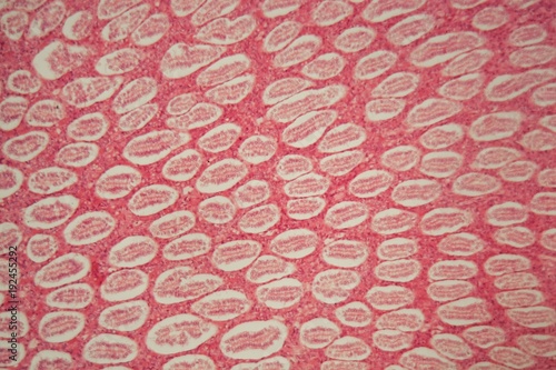 Fotografi Mouse kidney under the microscope