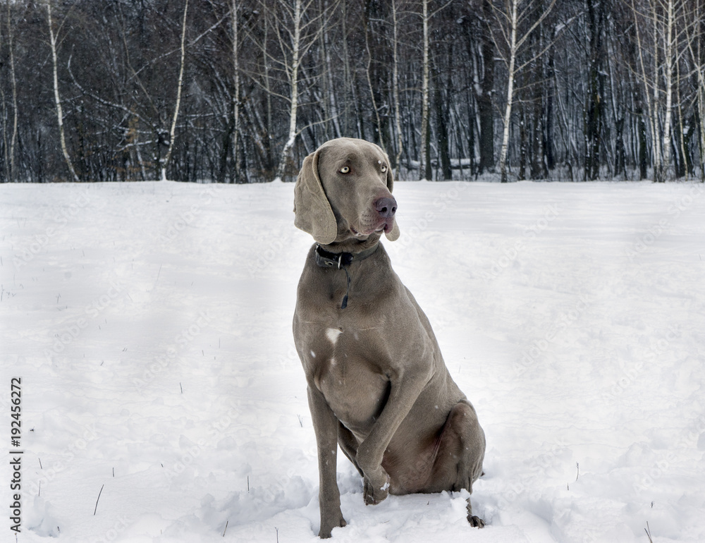 Winter portrait of a weimaraner Winter portrait of a weimaraner