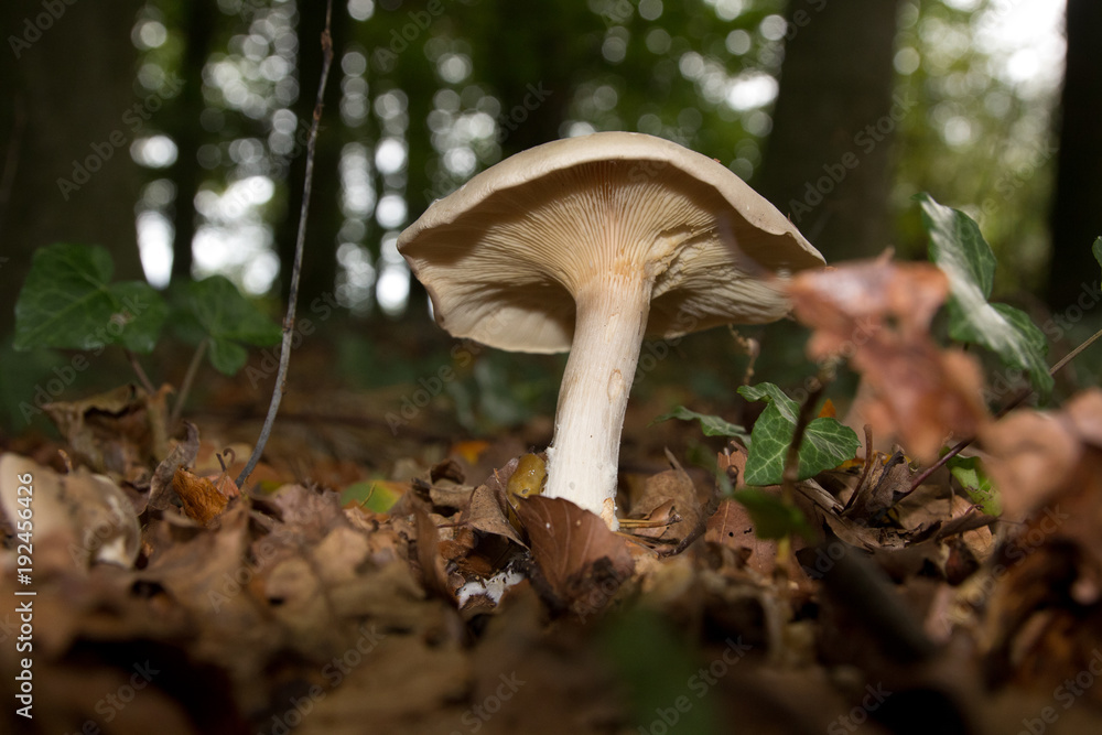 Fototapeta premium Pilze im Wald