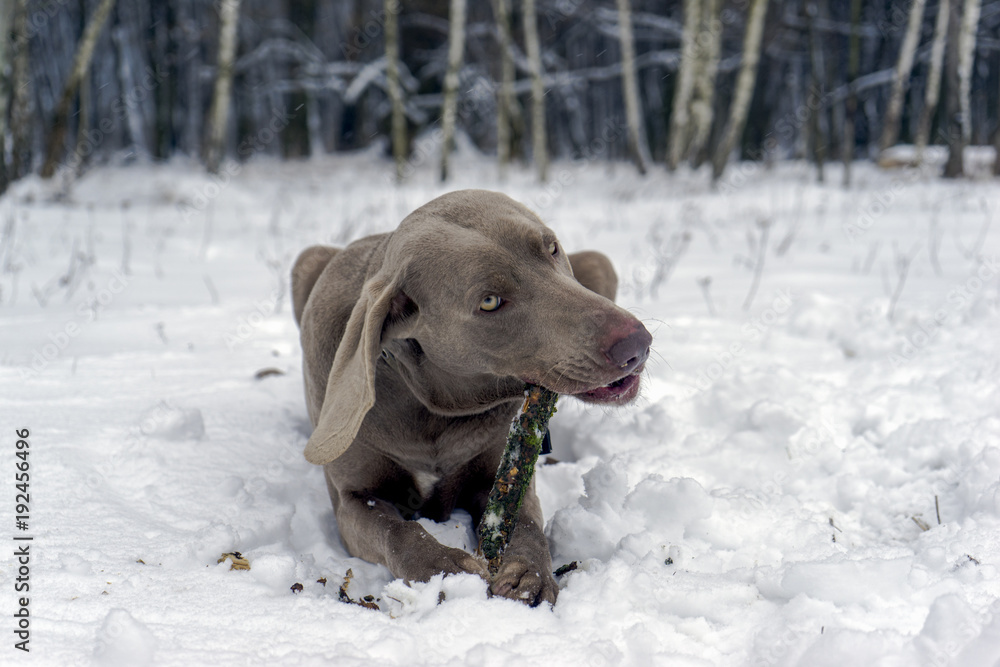 A dog gnaws a stick in the winter forest.