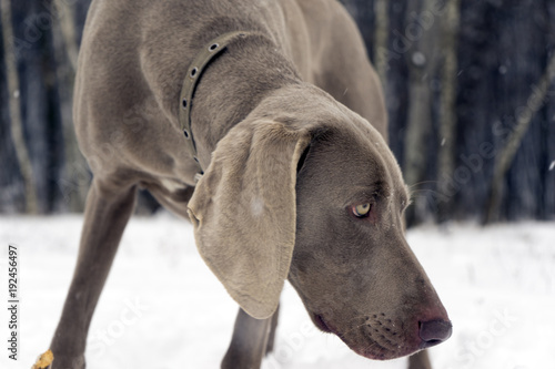 Hunting pointer weimaraner winter in the snow with handler