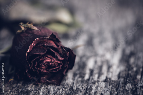 Obraz na plátně Closeup dried red rose, dead red rose on wooden background with vintage style