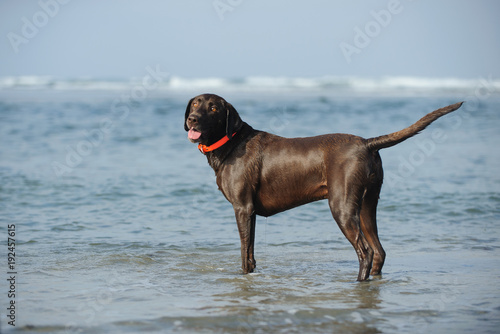 Chocolate Labrador Retriever outdoor portrait standing in ocean water