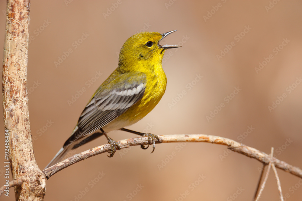 Fototapeta premium Pine Warbler