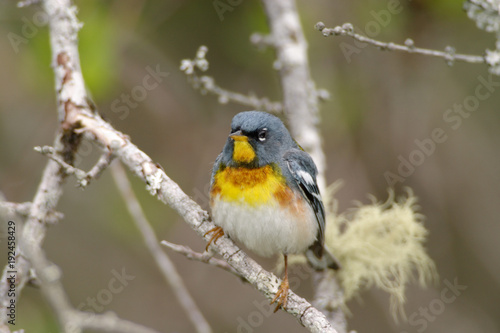 Northern Parula photo