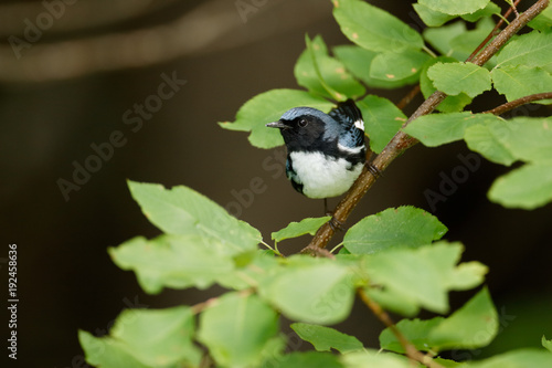 Black-throated Blue Warbler photo