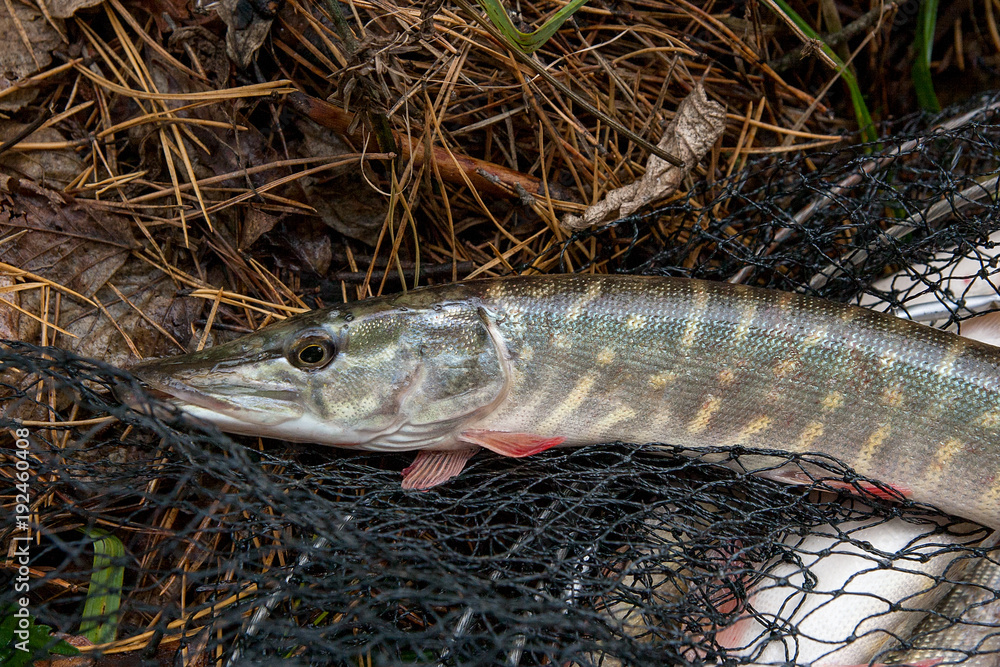 Freshwater pike fish lies in landing net with fishery catch in it..