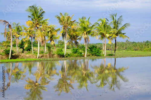 Rice field in Bali, Indonesia, with palm trees