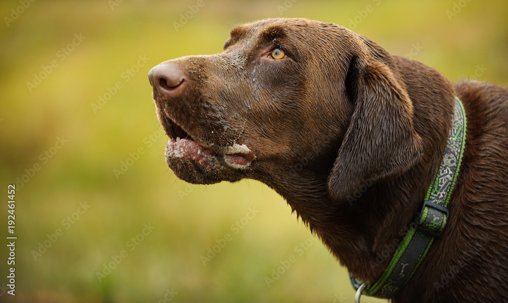 Chocolate Labrador Retriever head shot against grass