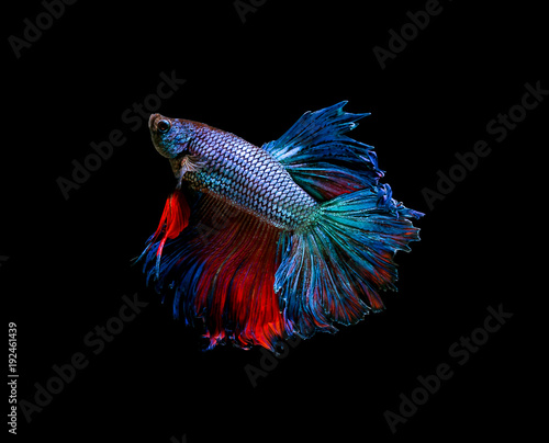 Betta fish, siamese fighting fish, betta splendens isolated on black background