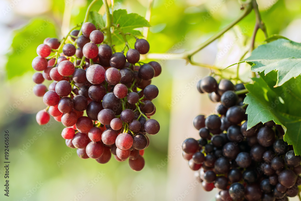 vine grapes at harvest