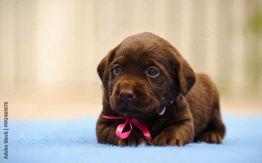 Chocolate Labrador Retriever puppy dog with pink bow lying down on blue blanket - obrazy, fototapety, plakaty 