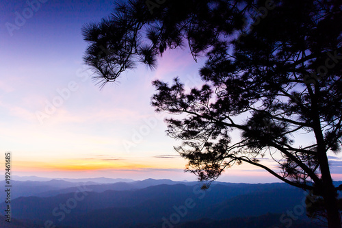 Big tree silhouette sunset sky background