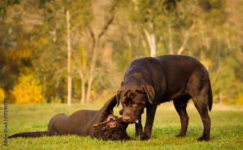 Two Chocolate Labrador Retriever dogs playing in field