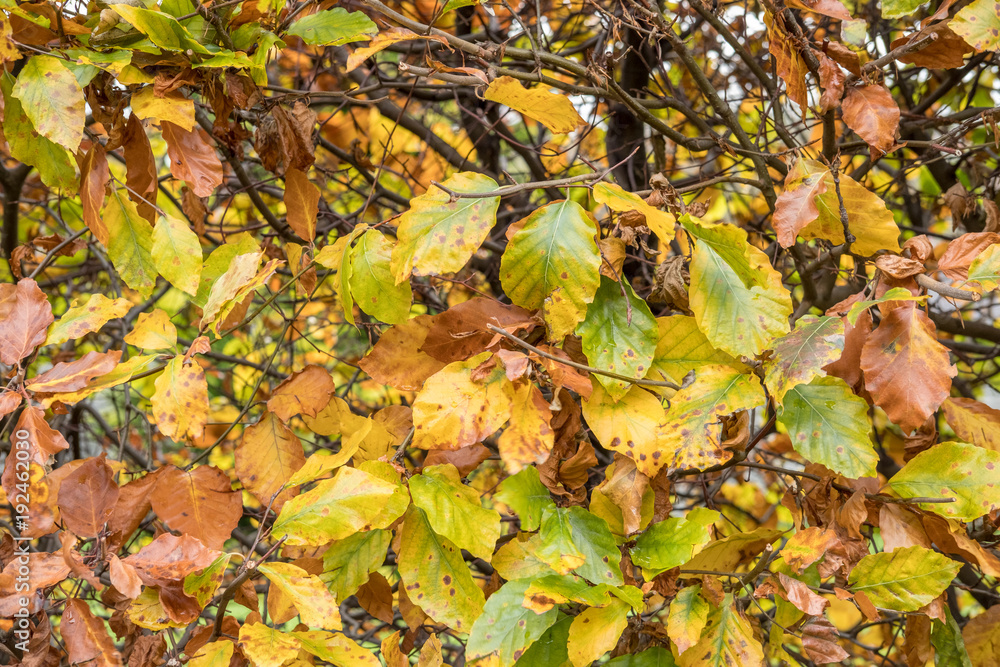 Close up of Yellow and Orange leaves, autumn. with blurred background Close up of Yellow and Orange leaves, autumn. with blurred background