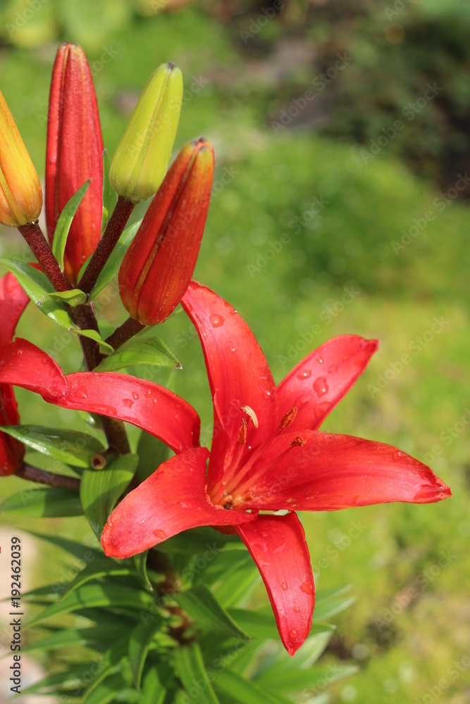 Fototapeta premium lilia Crimson Pixie Lilium hybridum