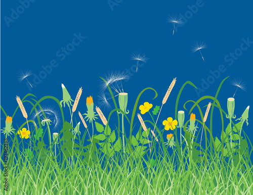 Wildflowers on a summer meadow