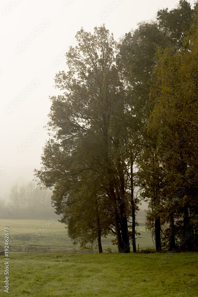 Fototapeta premium Autumnal fog