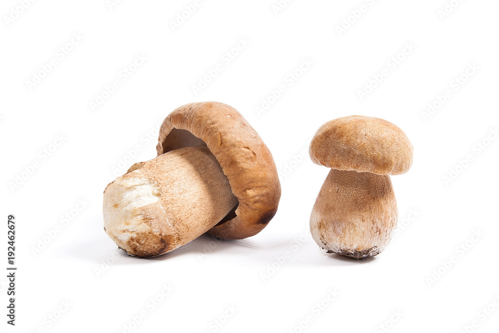 Two porcini mushroom known as boletus edulis isolated on white background. Two porcini mushroom known as boletus edulis isolated on white background.