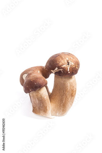 Triple porcini mushrooms known as boletus edulis isolated on white background