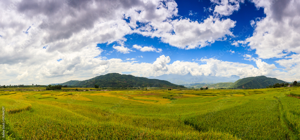 Rice fields at Northwest Vietnam