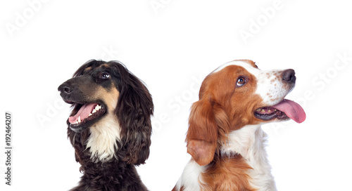 Photography Dogs isolated on white background