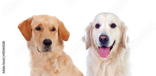 Dogs isolated on white background
