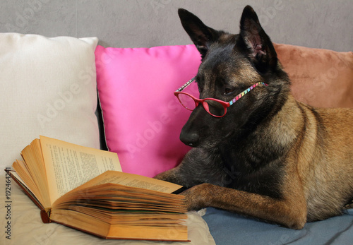 un chien de berger belge malinois lit un livre avec une paire de  lunette sur le museau allongé sur des coussins en mode cocooning
