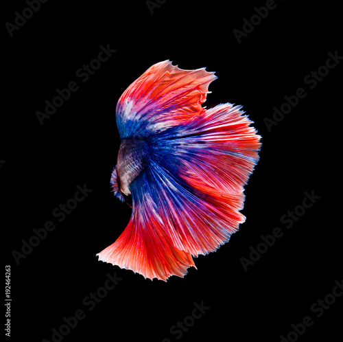 Betta fish, siamese fighting fish, betta splendens isolated on black background