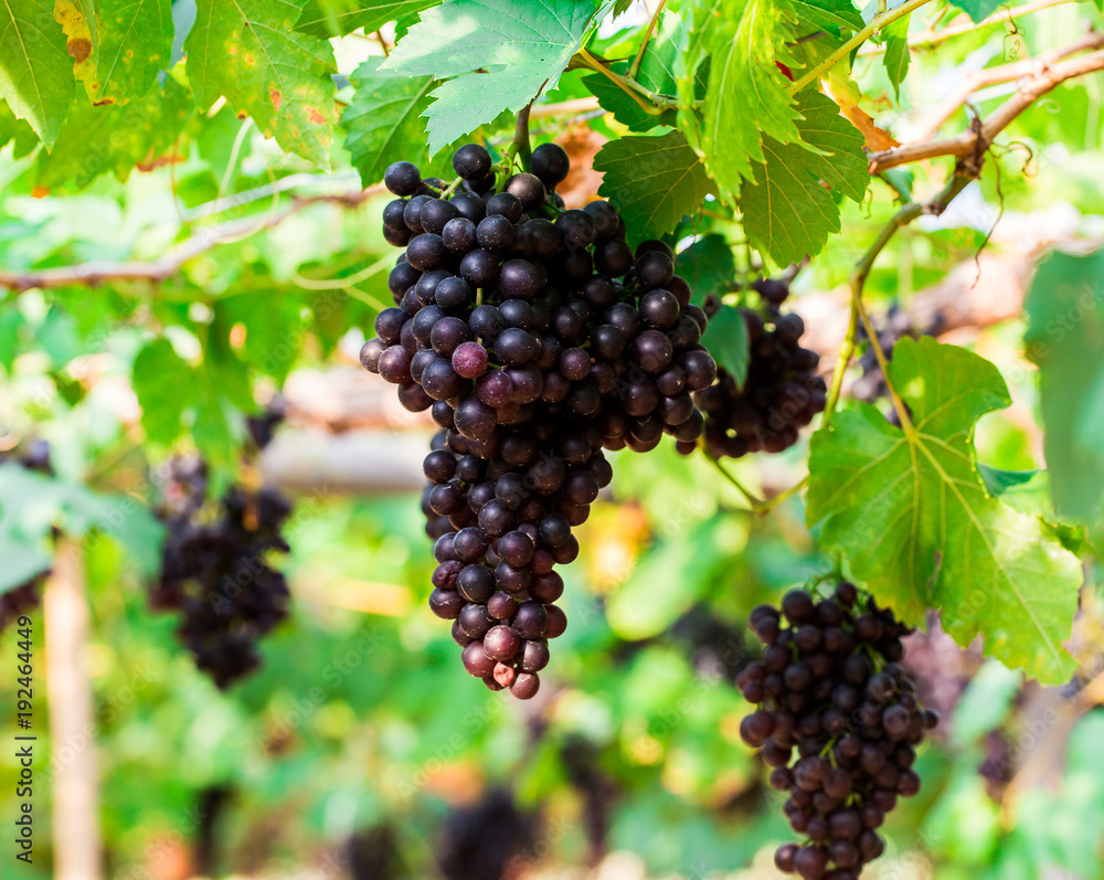 vine grapes at harvest