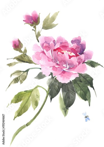 Fototapeta Naklejka Na Ścianę i Meble -  Watercolor flowers. Blooming pink peony. Watercolor background.