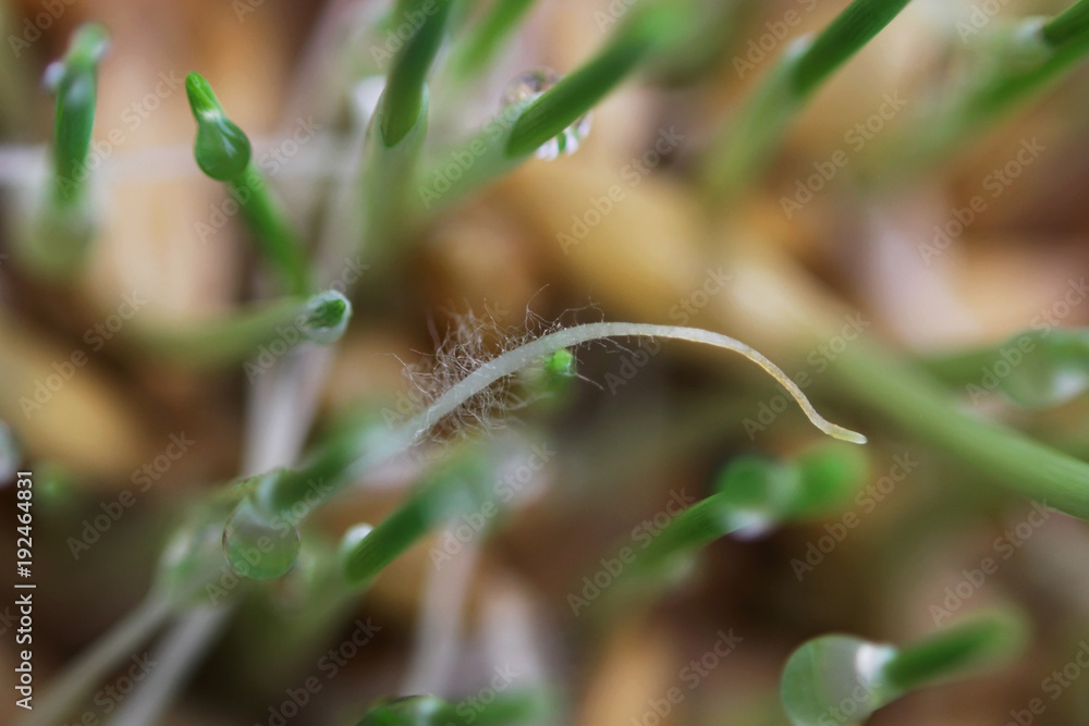 young sprouts of oats sprouted for cats in the winter to improve digestion and as a source of vitamins and enzymes. green grass with drops of dew. young sprouts of oats sprouted for cats in the winter to improve digestion and as a source of vitamins and enzymes. green grass with drops of dew.