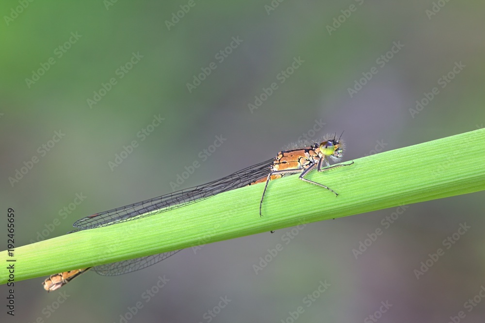 Norfolk damselfly, dark bluet, Coenagrion armatum Norfolk damselfly, dark bluet, Coenagrion armatum