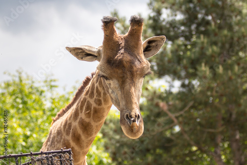 Portrait of the Giraffe in a Zoo