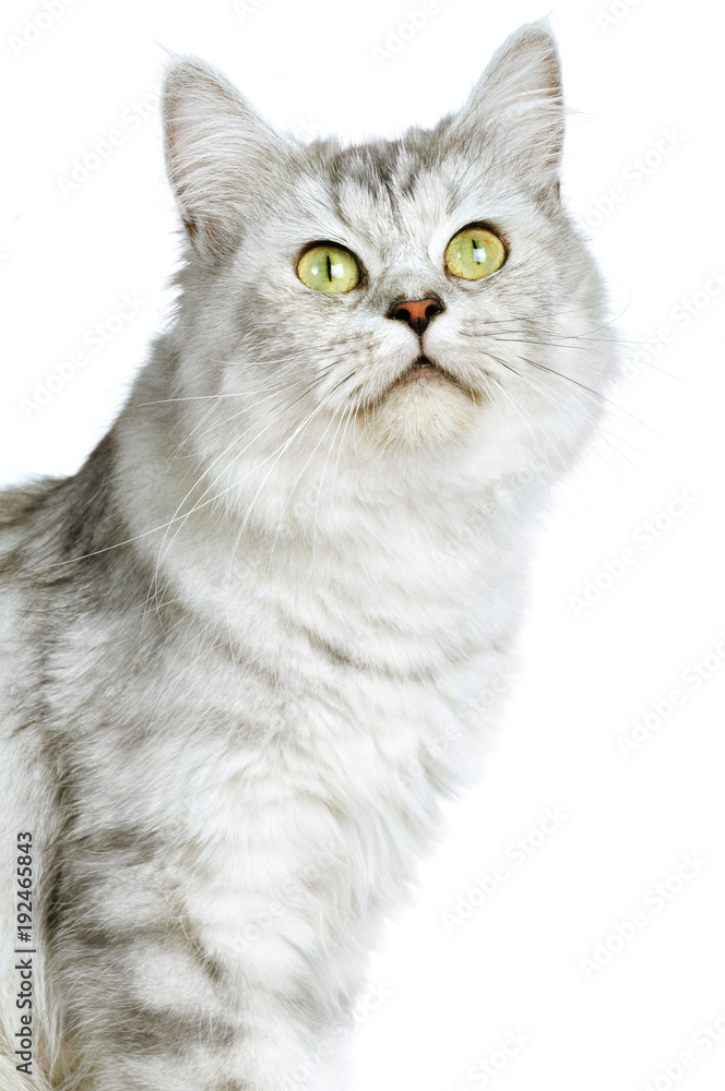 Britisch Langhaar Katze sieht nach oben isoliert auf weiß