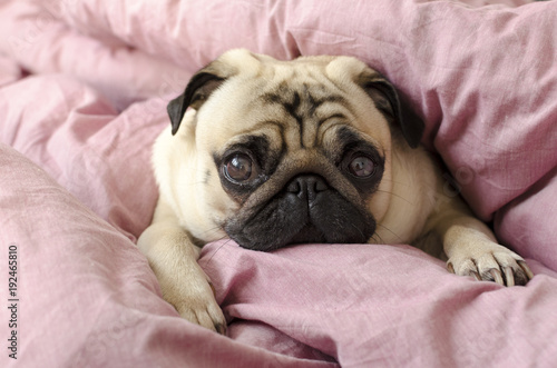 Konstfotografi small cute dog breed pug sleeping in master's bed