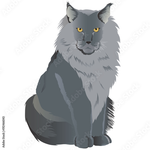 Maine coon cat breed