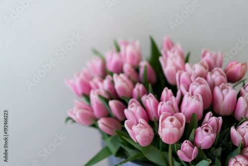 Spring first flowers - pink tulips on a white background.