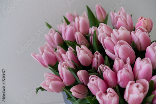 First tulips in a bunch with light green leaves on a white background. © juhrozian