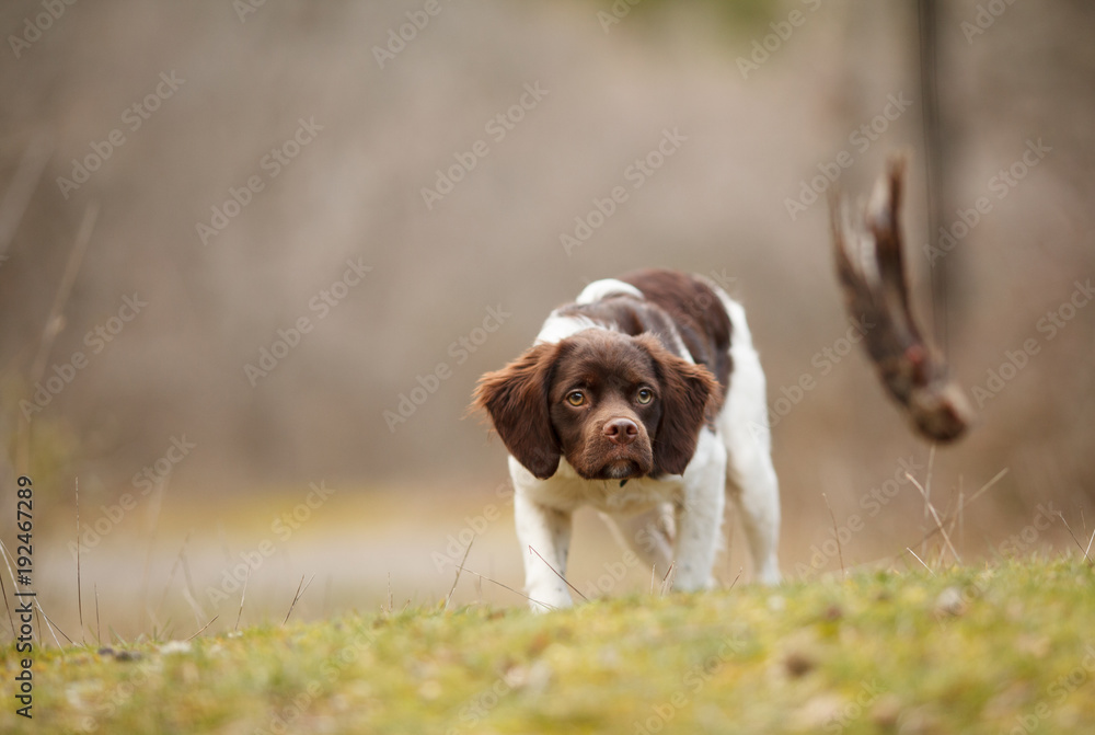 hunting dog epagneul breton on the hunt in a beautiful forest hunting dog epagneul breton on the hunt in a beautiful forest