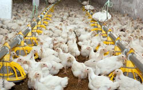 White chickens at the poultry farm. The production of white meat
