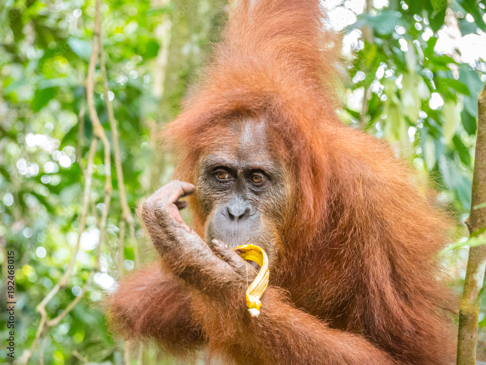 Orangutan in Bukit Lawang eating banana. North Sumatra is the best place to see wild Orangutans in Indonesia. Orangutan in Bukit Lawang eating banana. North Sumatra is the best place to see wild Orangutans in Indonesia.