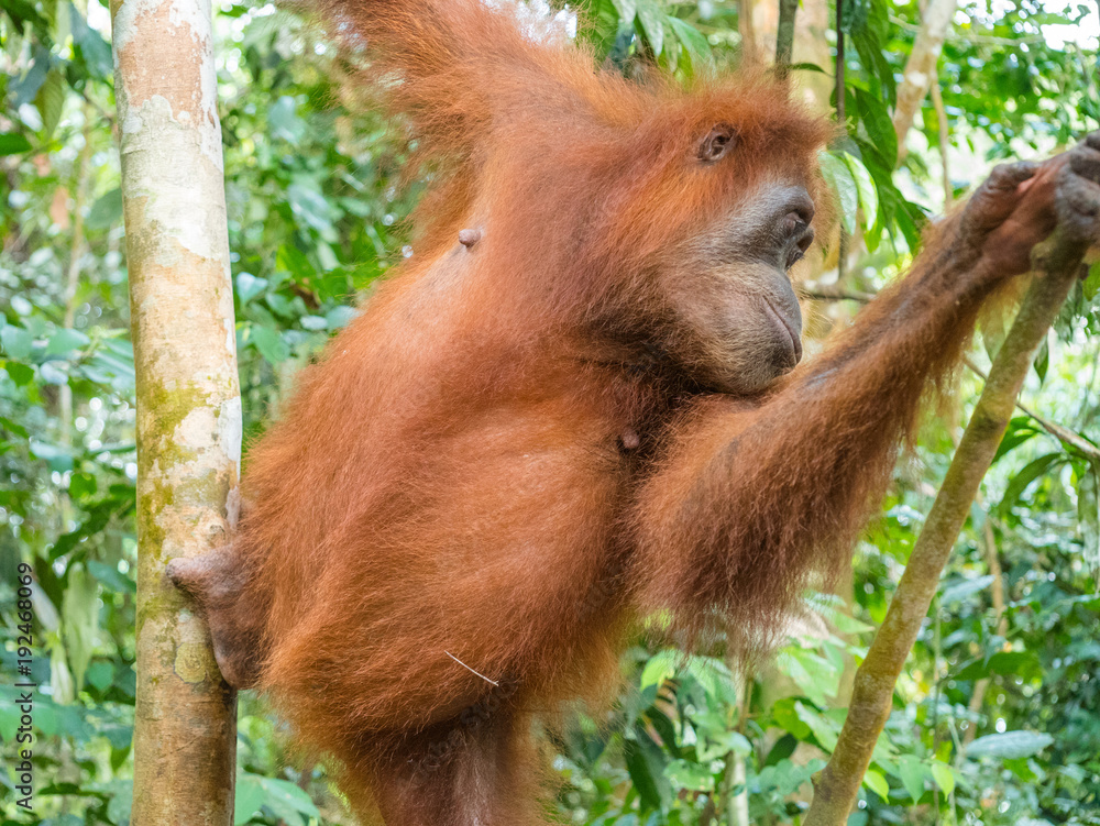 Naklejka premium Orangutan in Bukit Lawang climbing a tree. North Sumatra is the best place to see wild Orangutans in Indonesia.