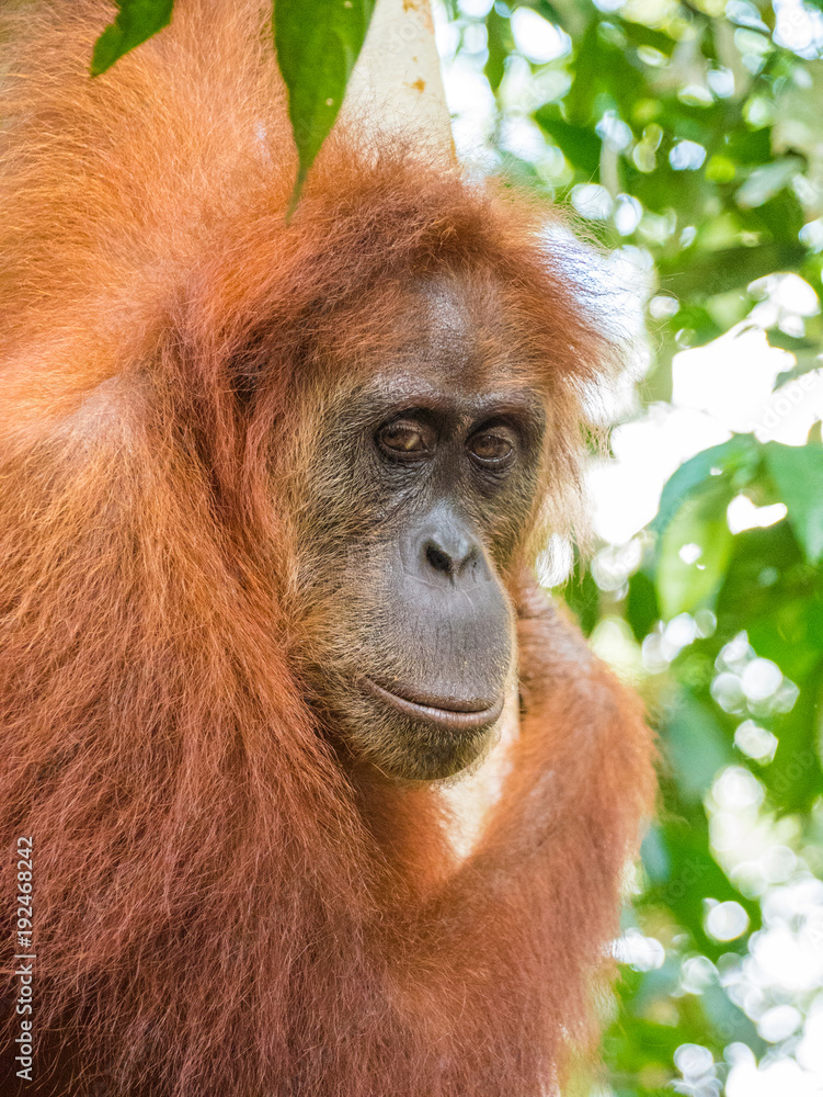 Portrait of Orangutan in Bukit Lawang in a tree. North Sumatra is the best place to see wild Orangutans in Indonesia. Portrait of Orangutan in Bukit Lawang in a tree. North Sumatra is the best place to see wild Orangutans in Indonesia.